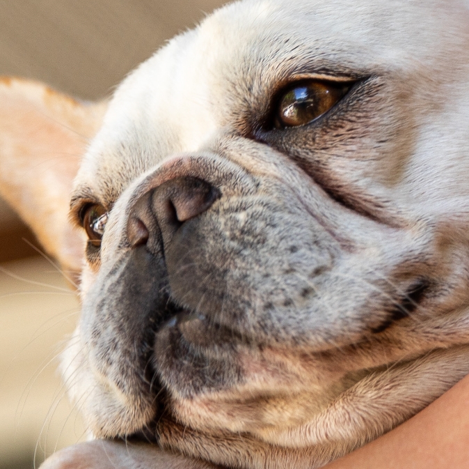 Dog closeup