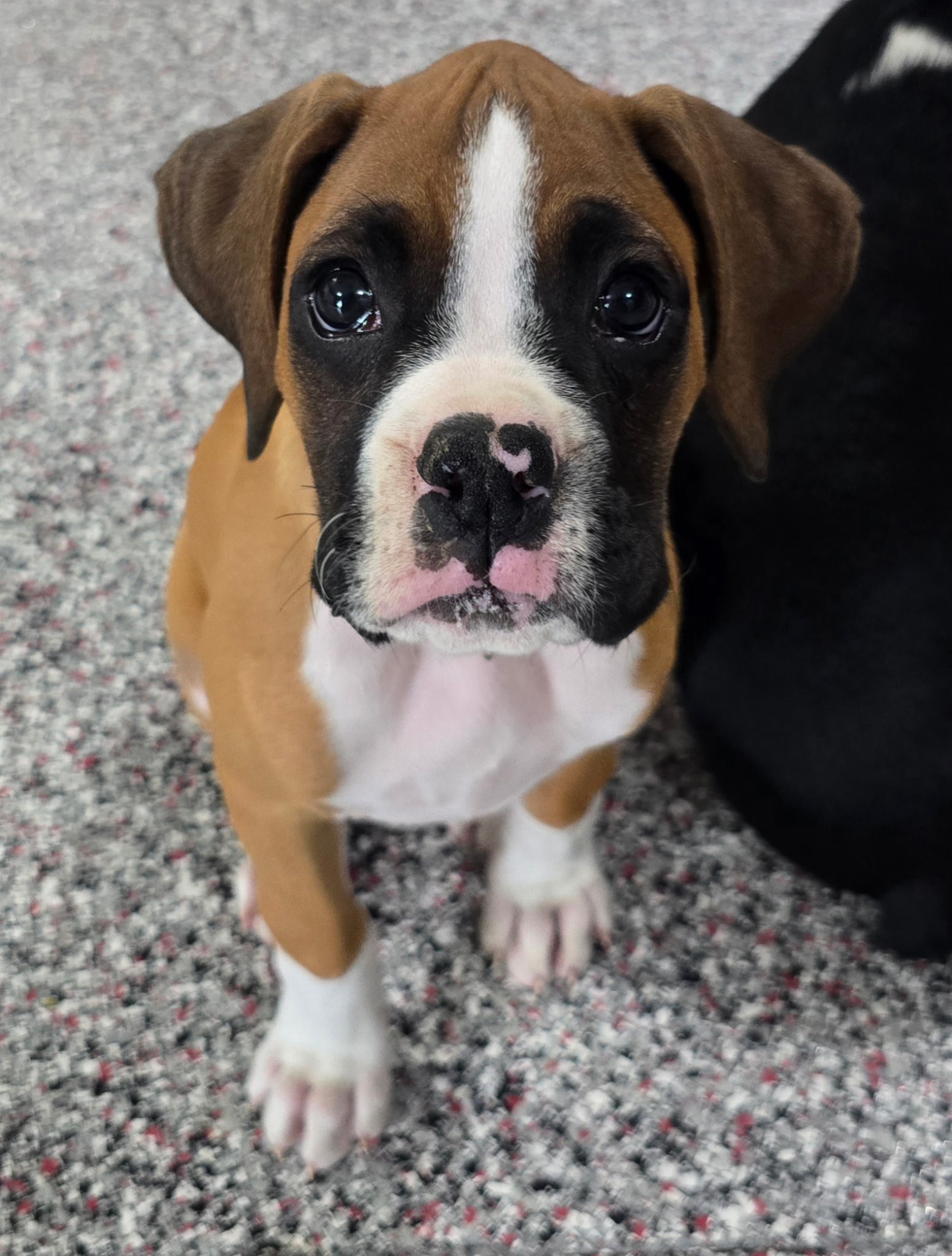 Tyson Photo