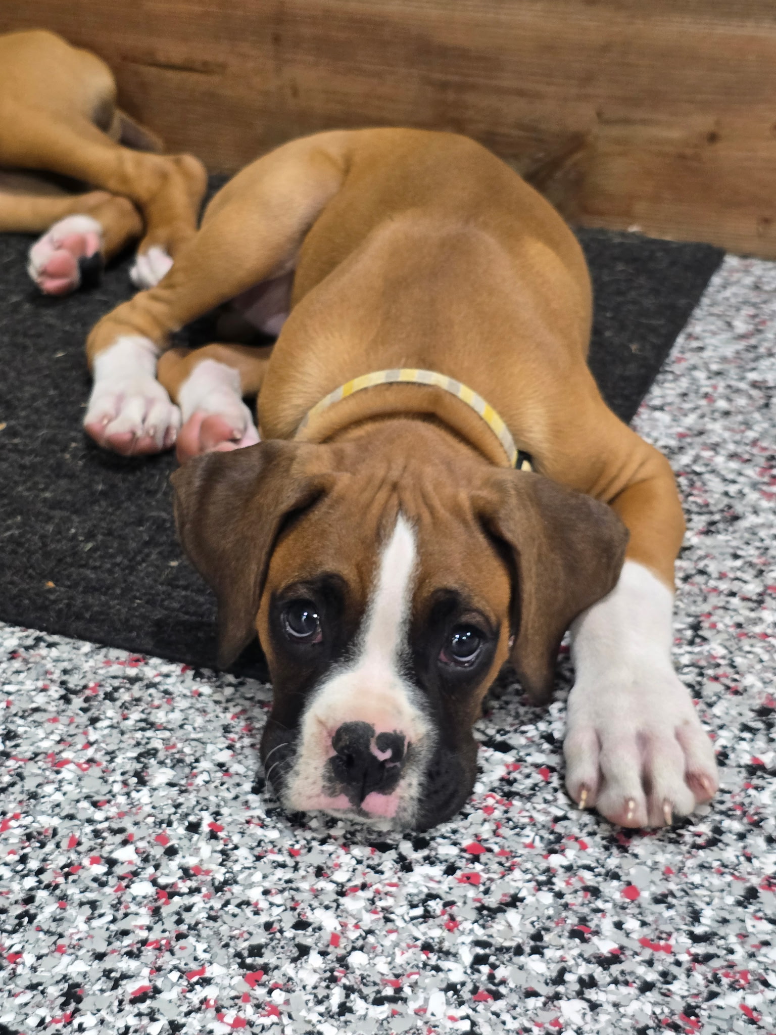 Tyson Photo