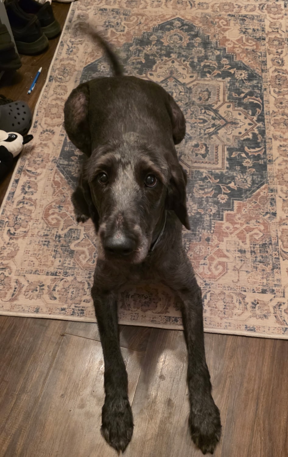 Vinnie 26-32 Photo