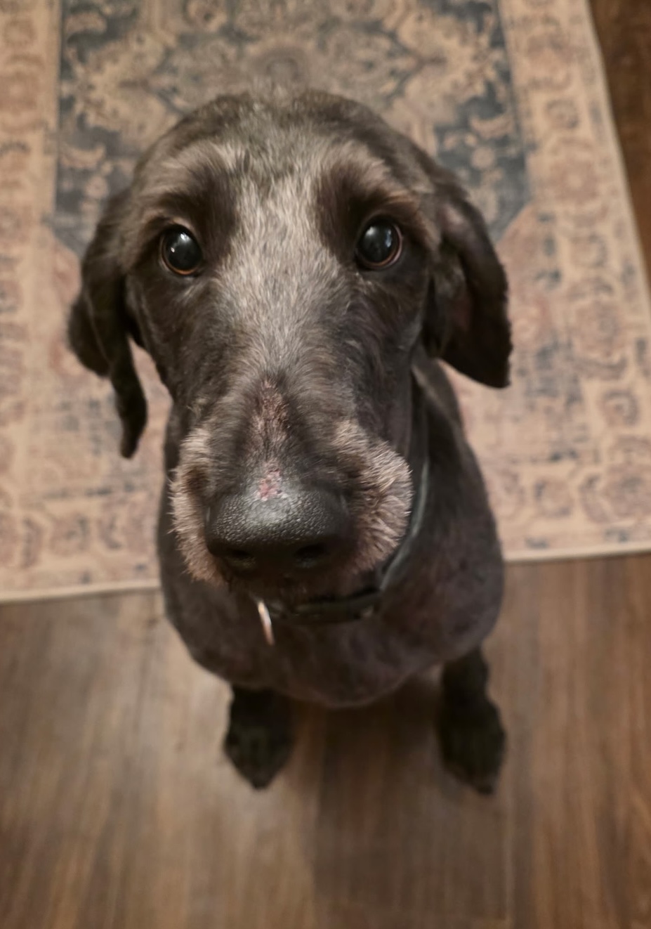 Vinnie 26-32 Photo