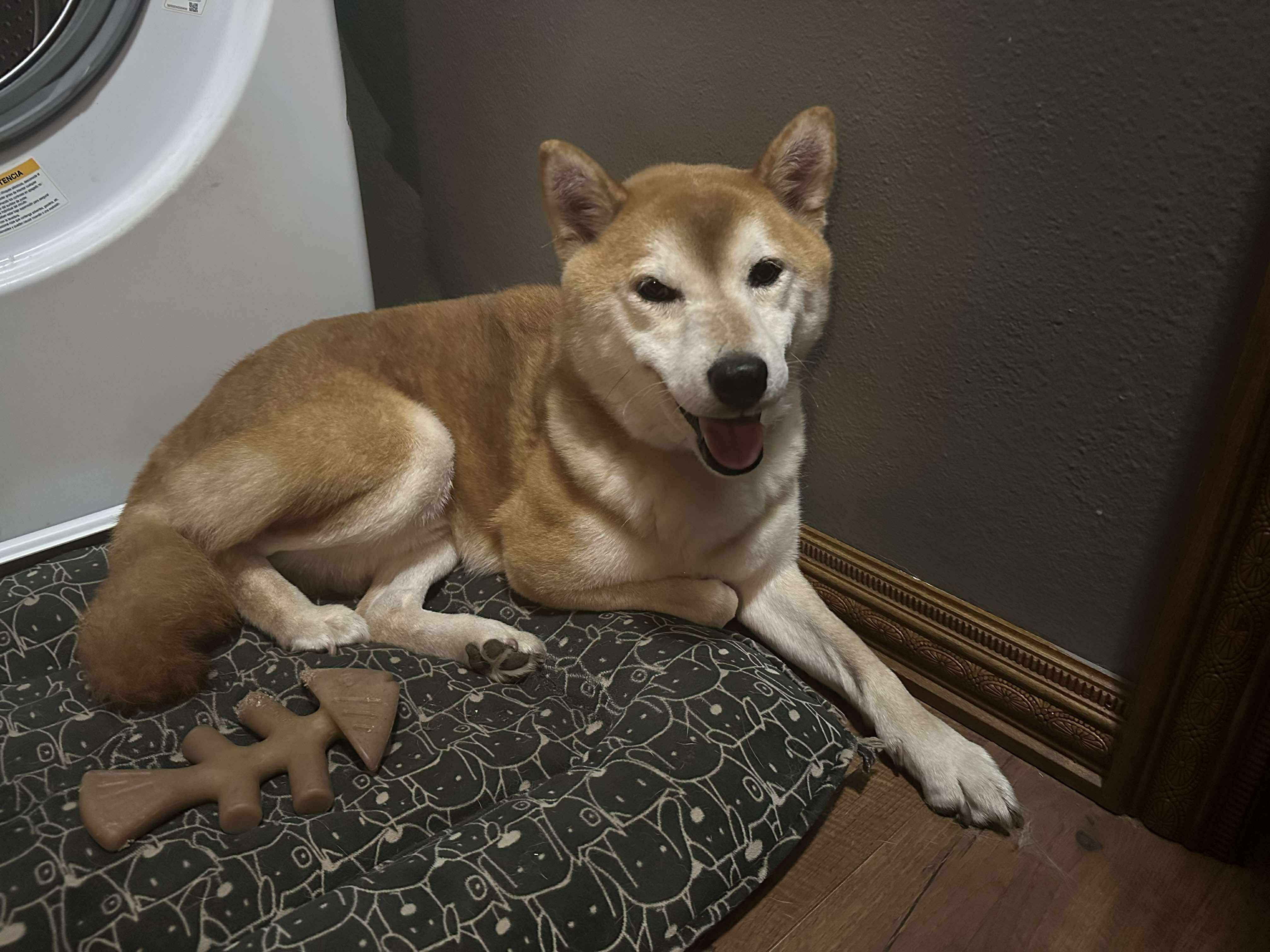 24-41 Hachiko Photo