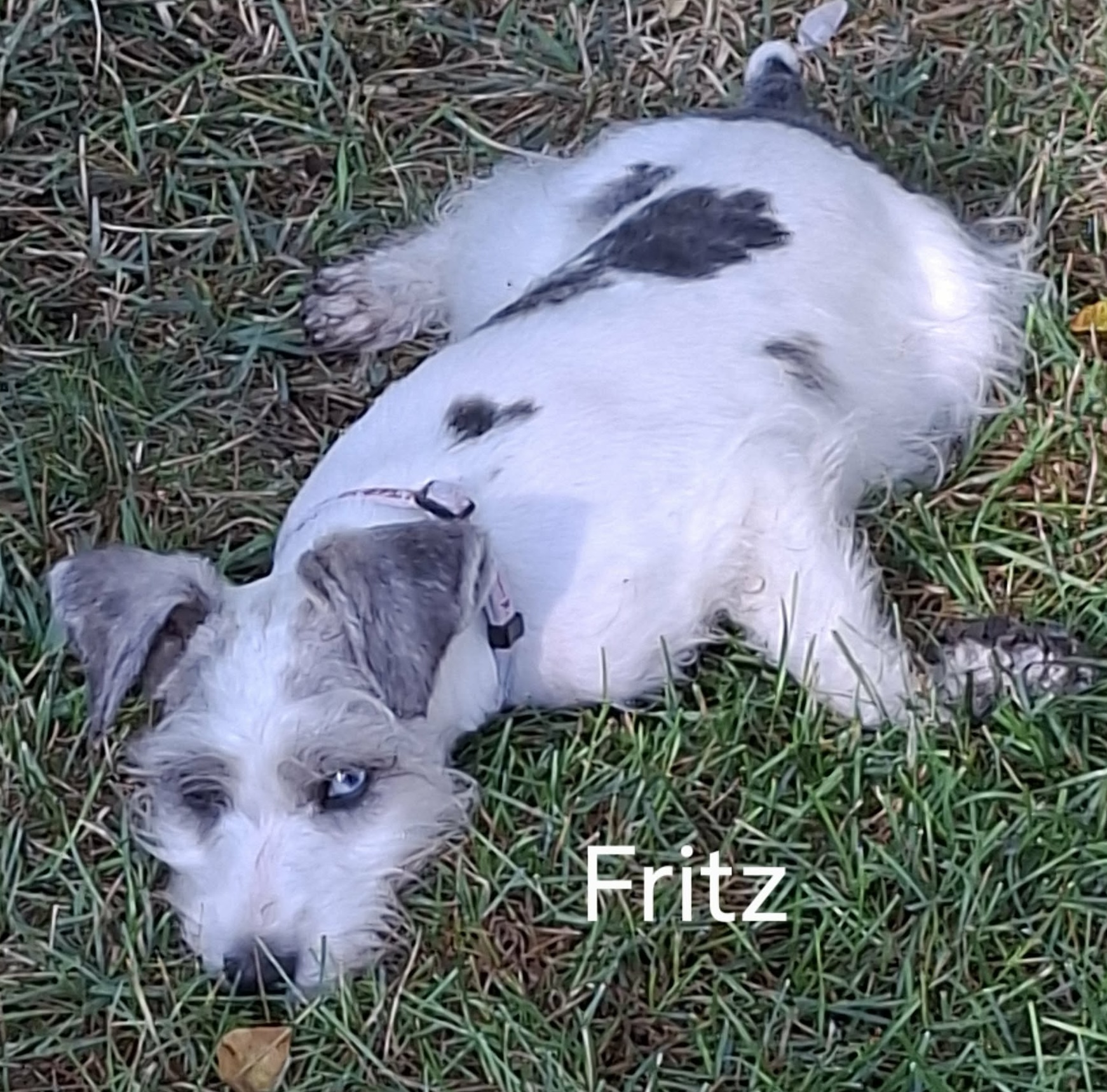 Fritz 26-68 Photo