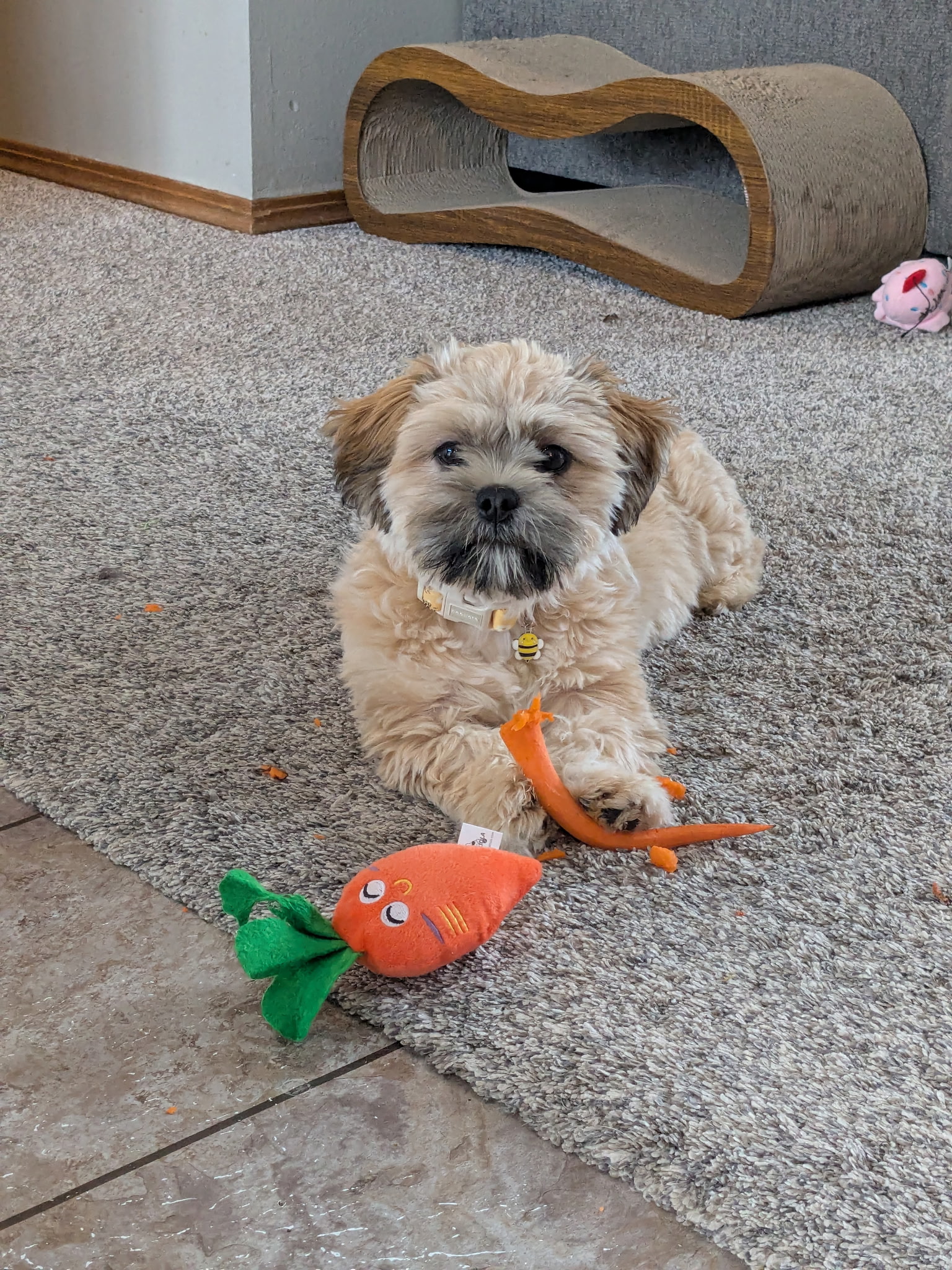 Garbanzo 25-31 Photo