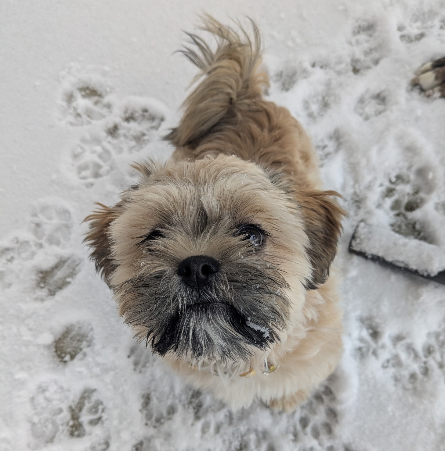 Garbanzo 25-31 Photo