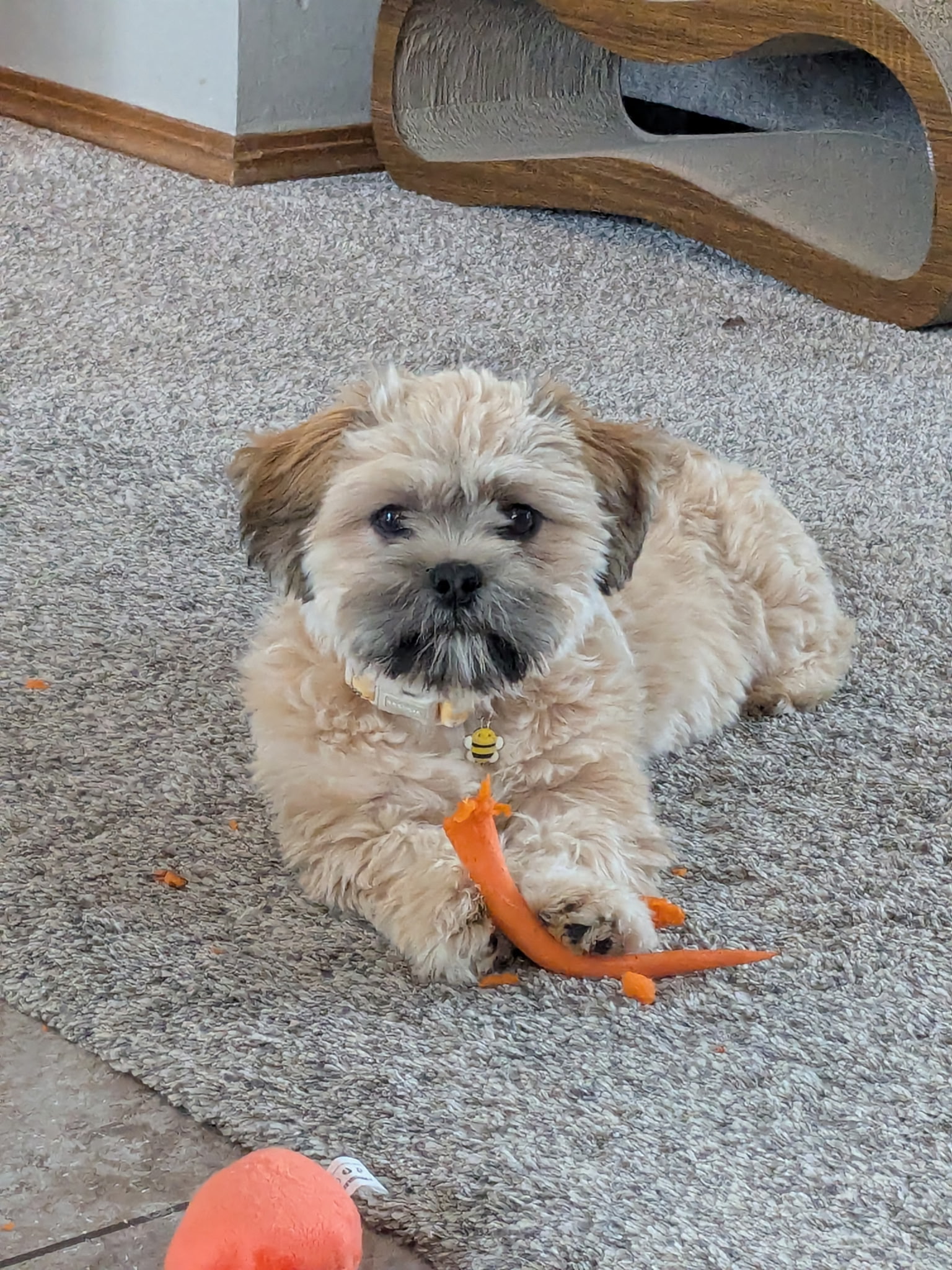 Garbanzo 25-31 Photo