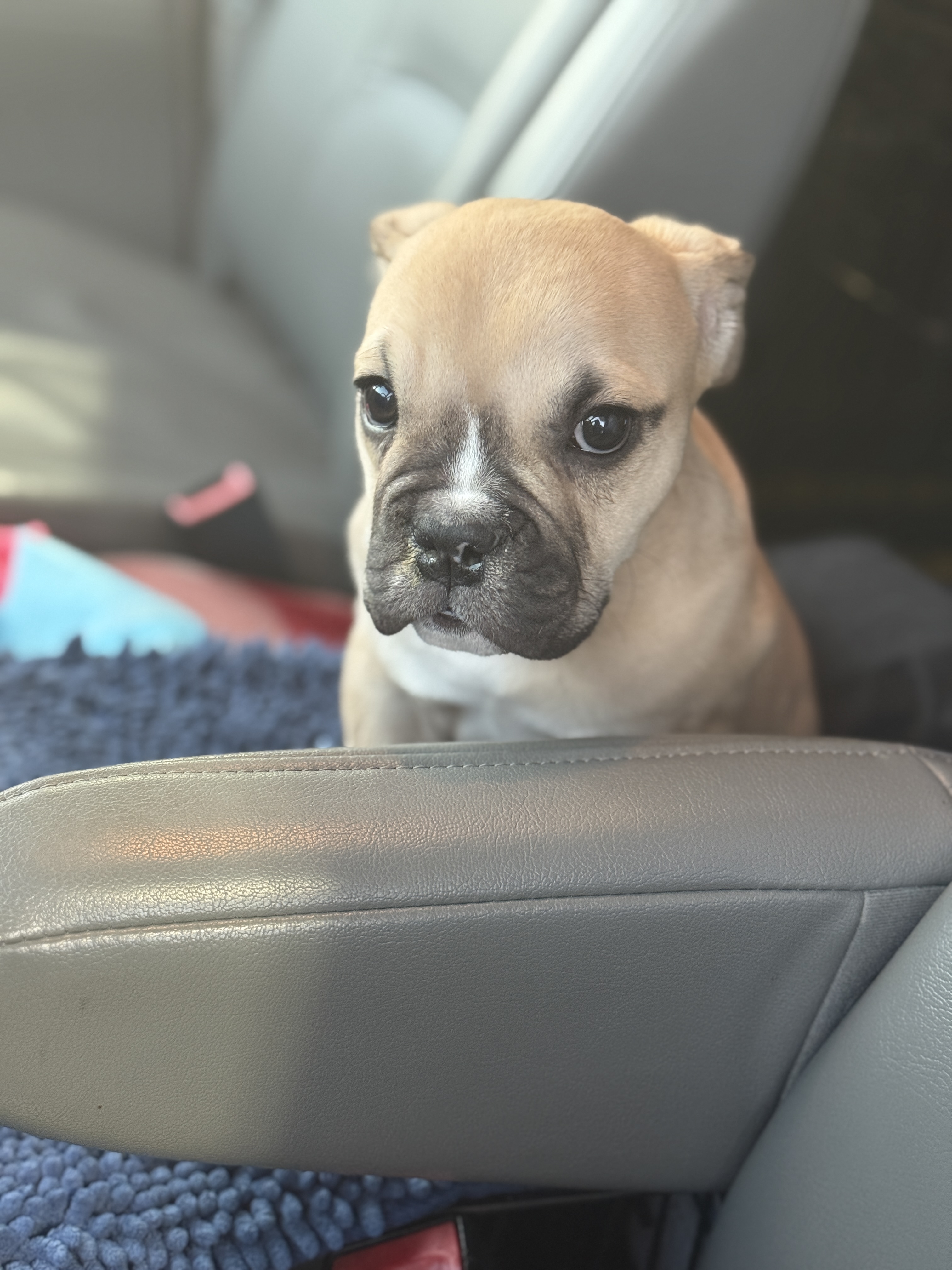 Potato Millie Photo