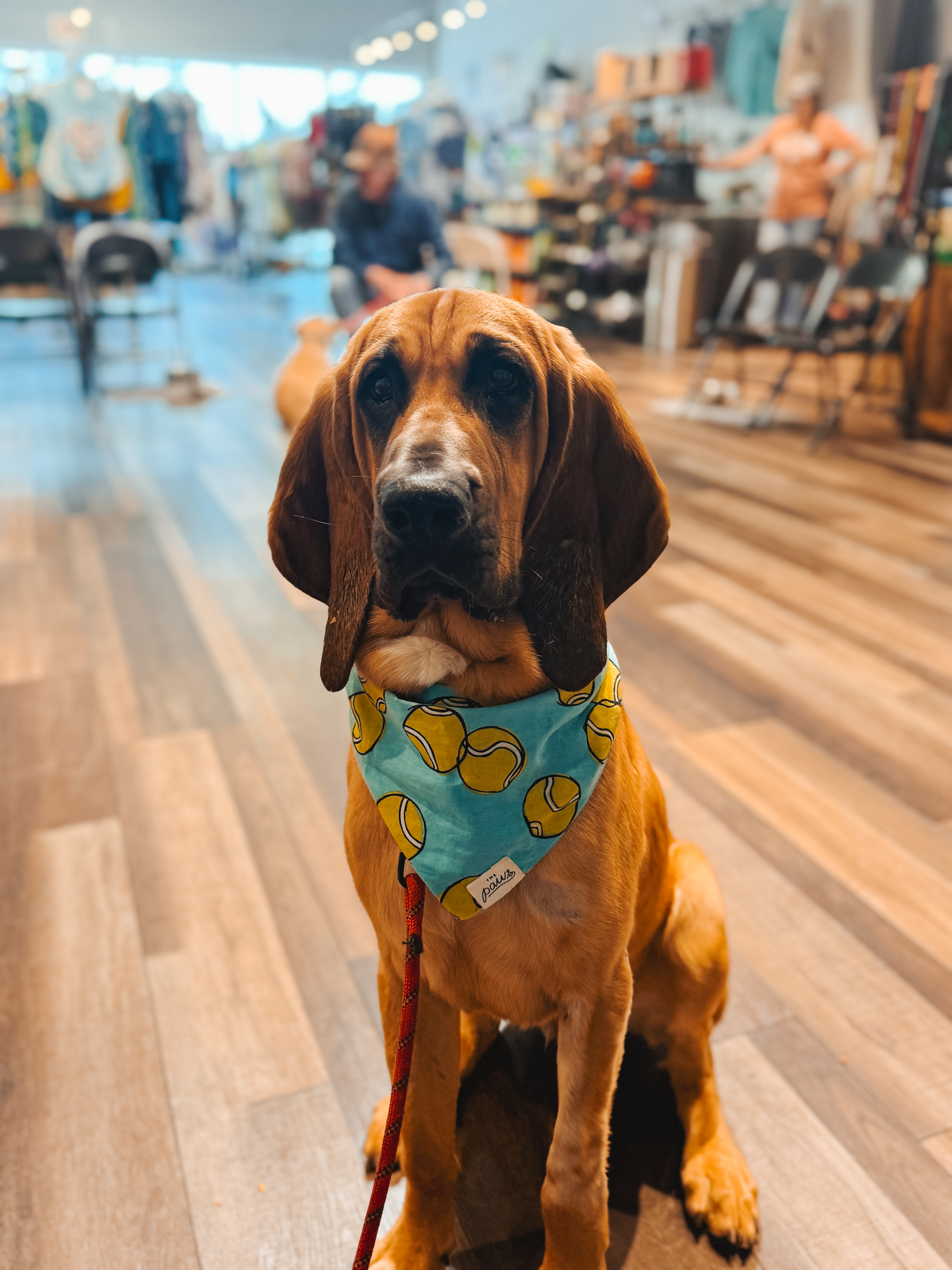 Duke Photo