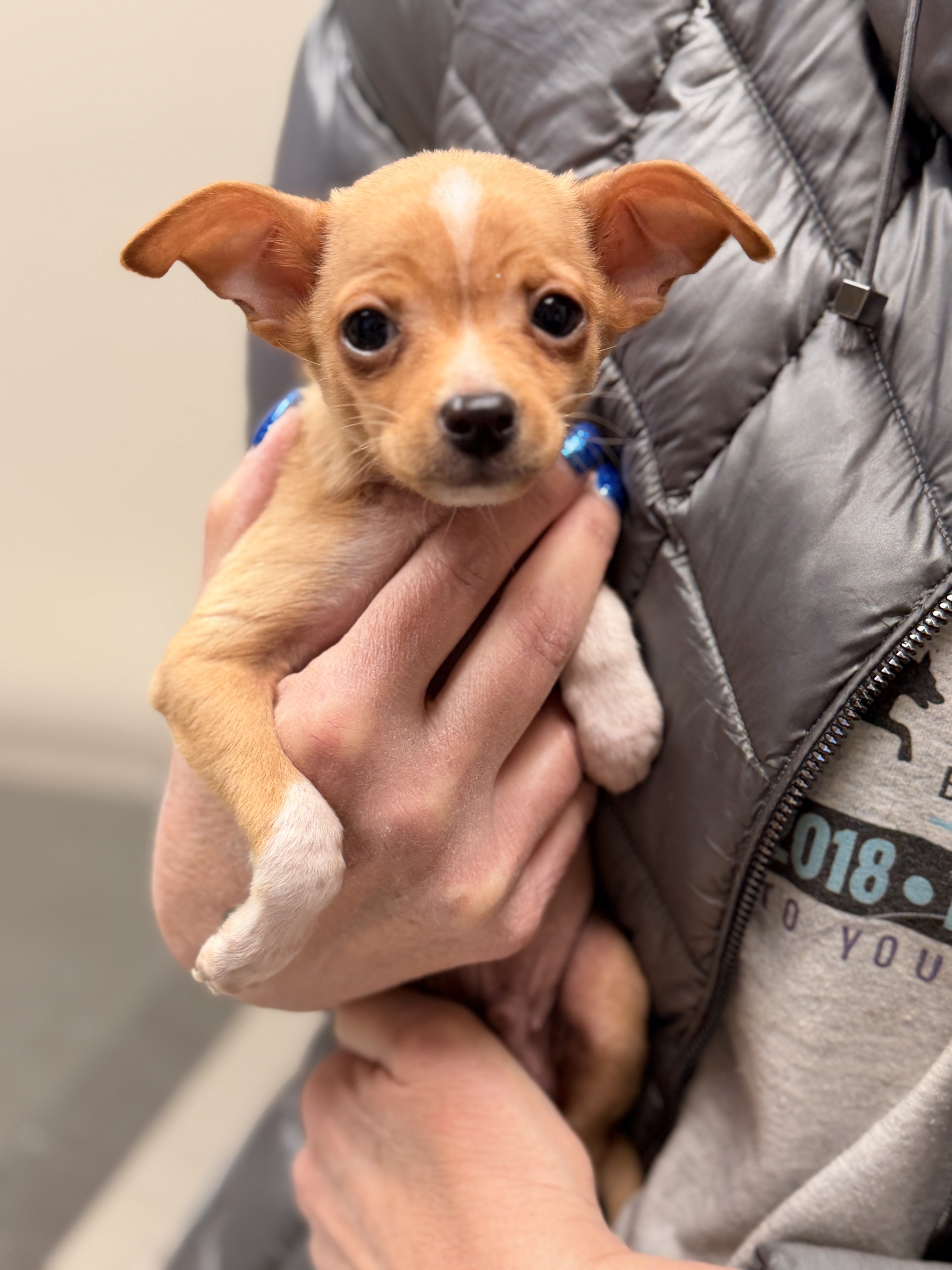 26-14 TACO (TAQUITO) Photo