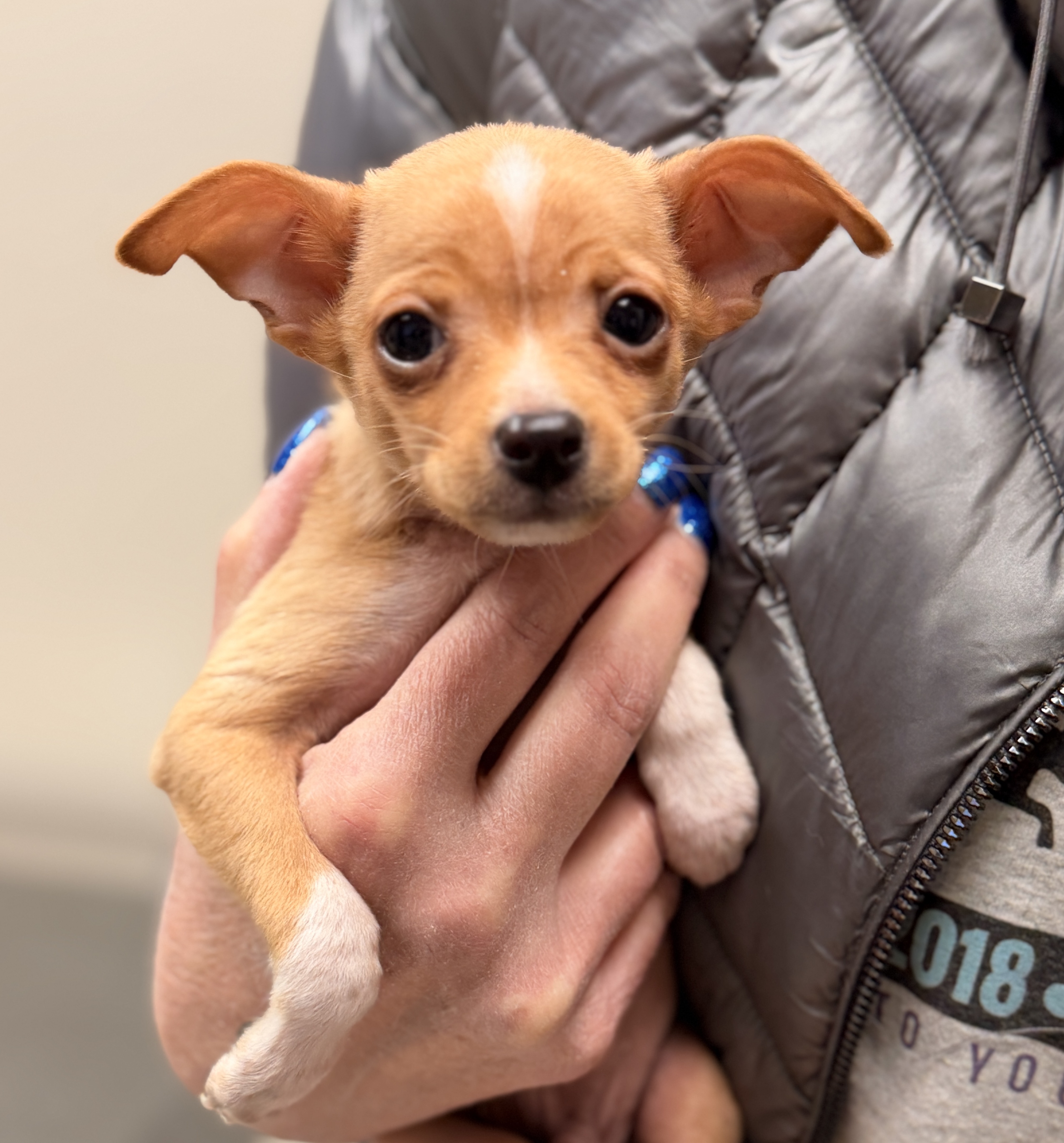 26-14 TACO (TAQUITO) Photo