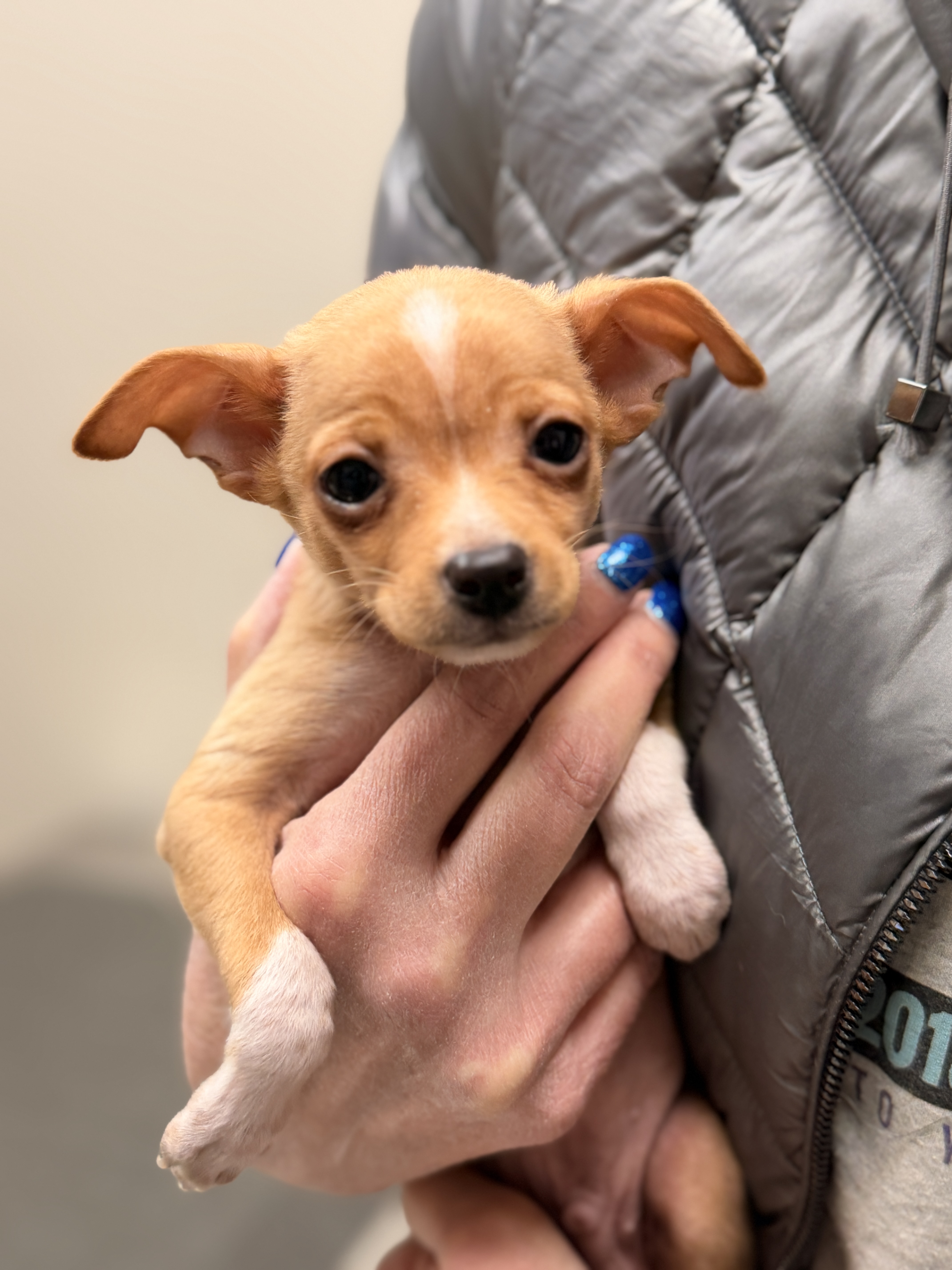 26-14 TACO (TAQUITO) Photo