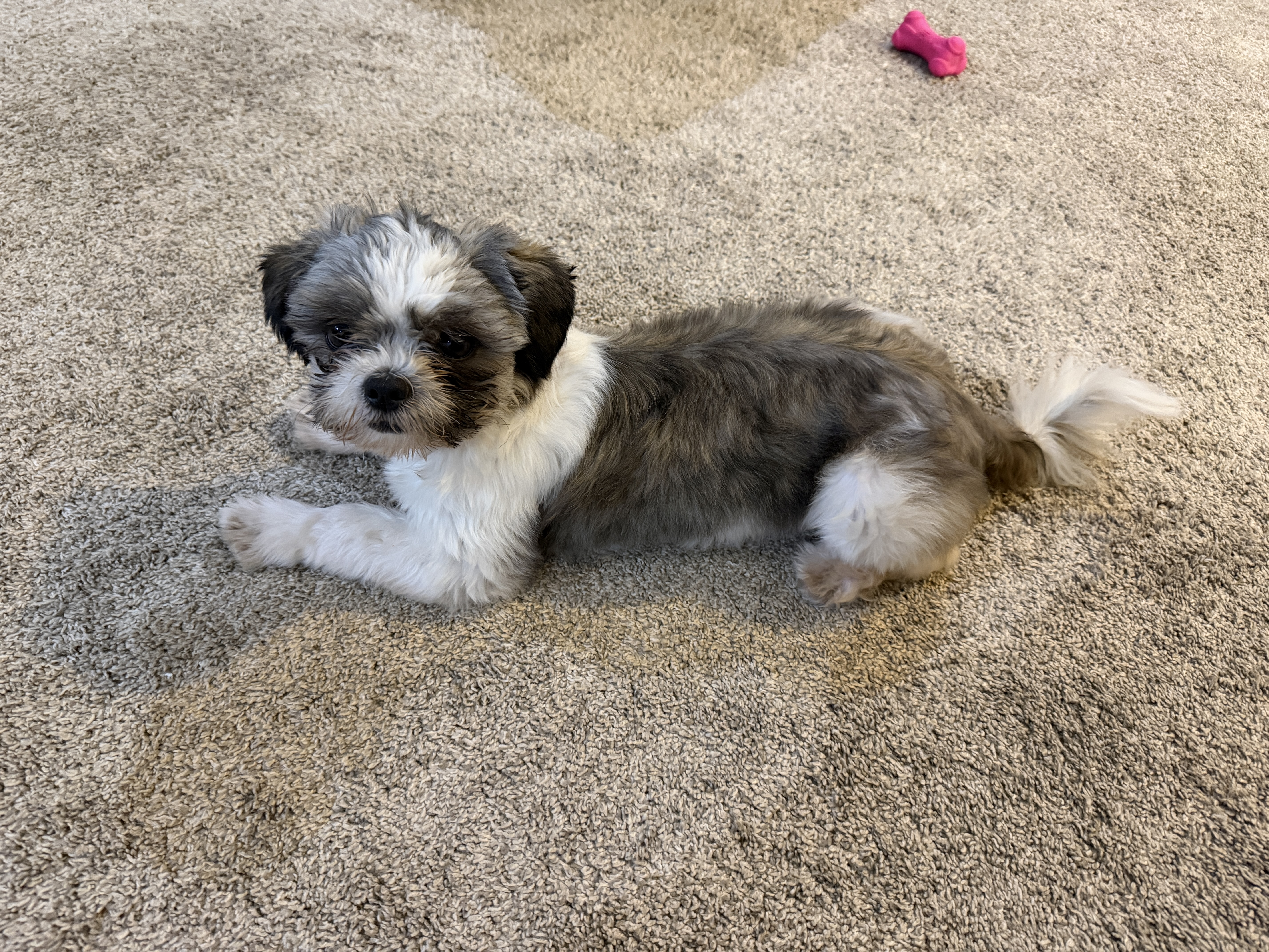 Daisy 27-85 Photo