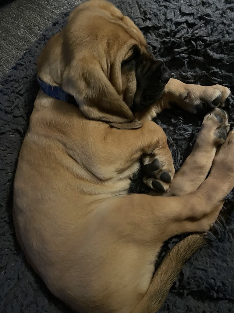 Duke Photo