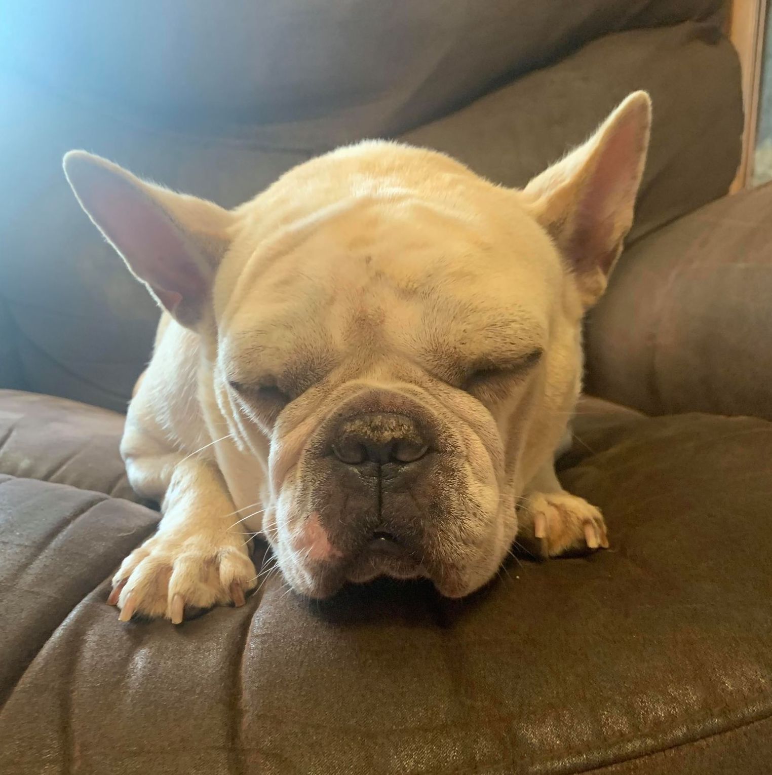 Savannah BSquad Dog Rescue