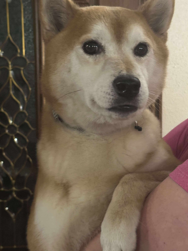 24-41 Hachiko Photo