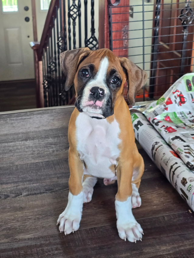 Tyson Photo