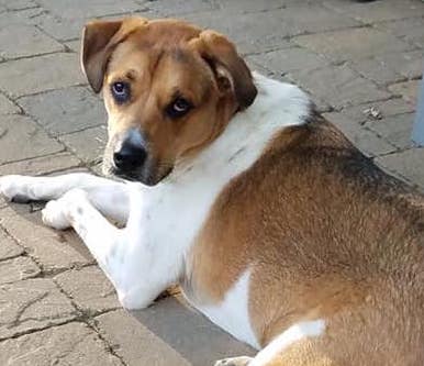 Dogs In Program B Squad Dog Rescue