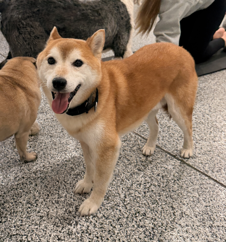 24-41 Hachiko Photo
