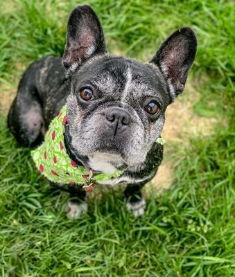 Olive Photo