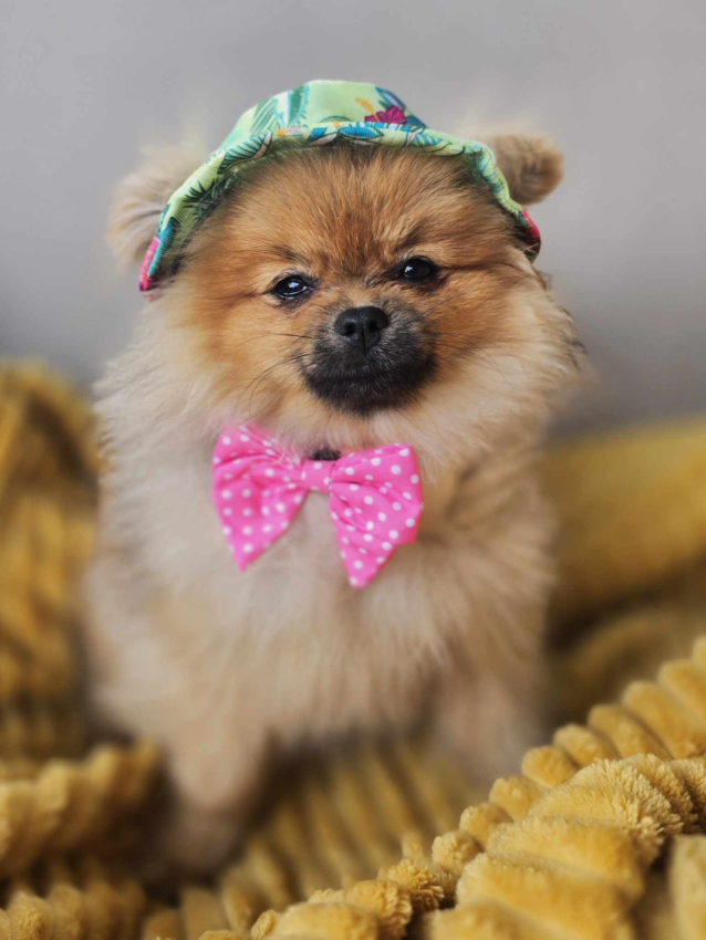 Cha Cha 25-10 Photo