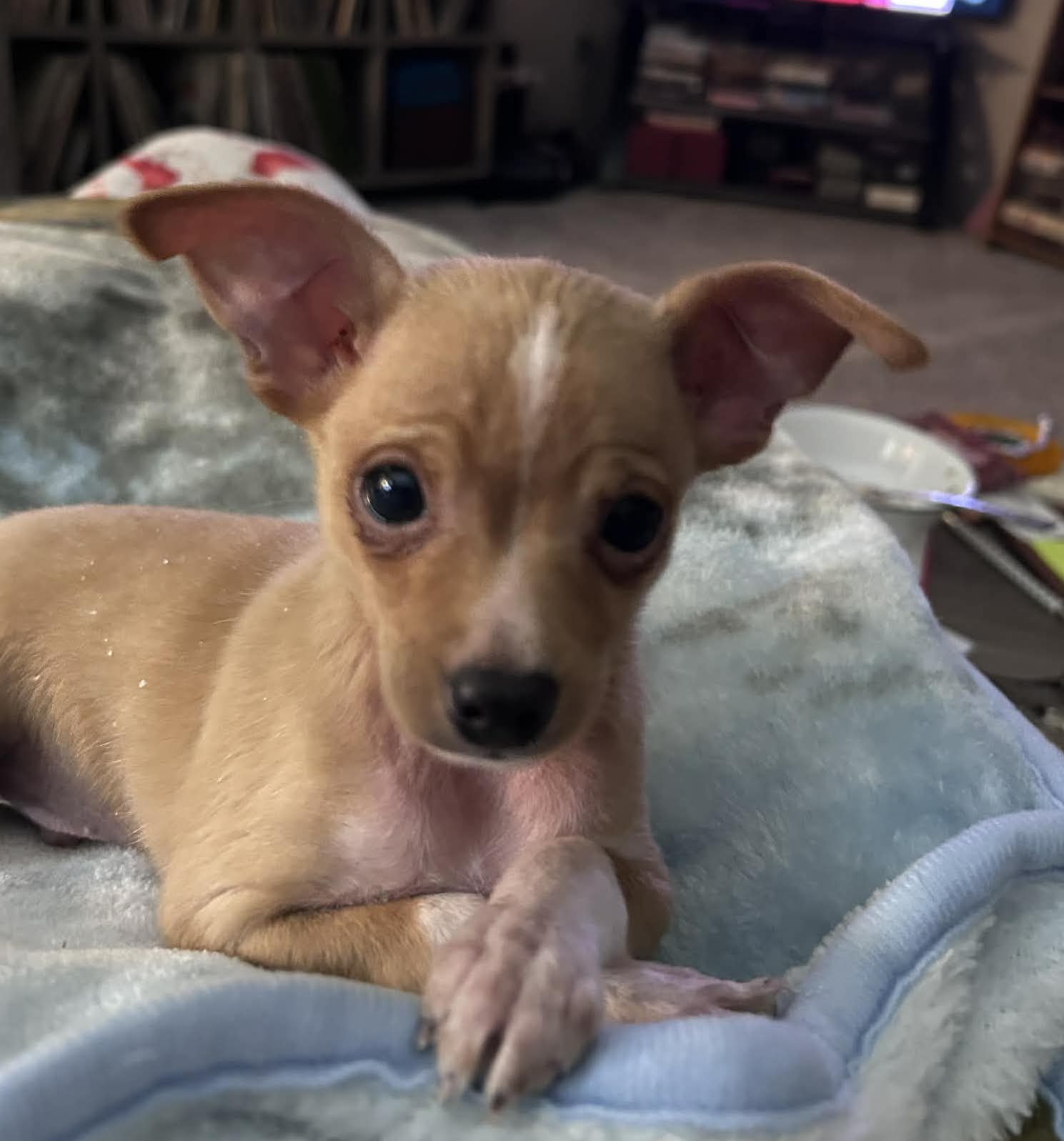 26-14 TACO (TAQUITO) Photo