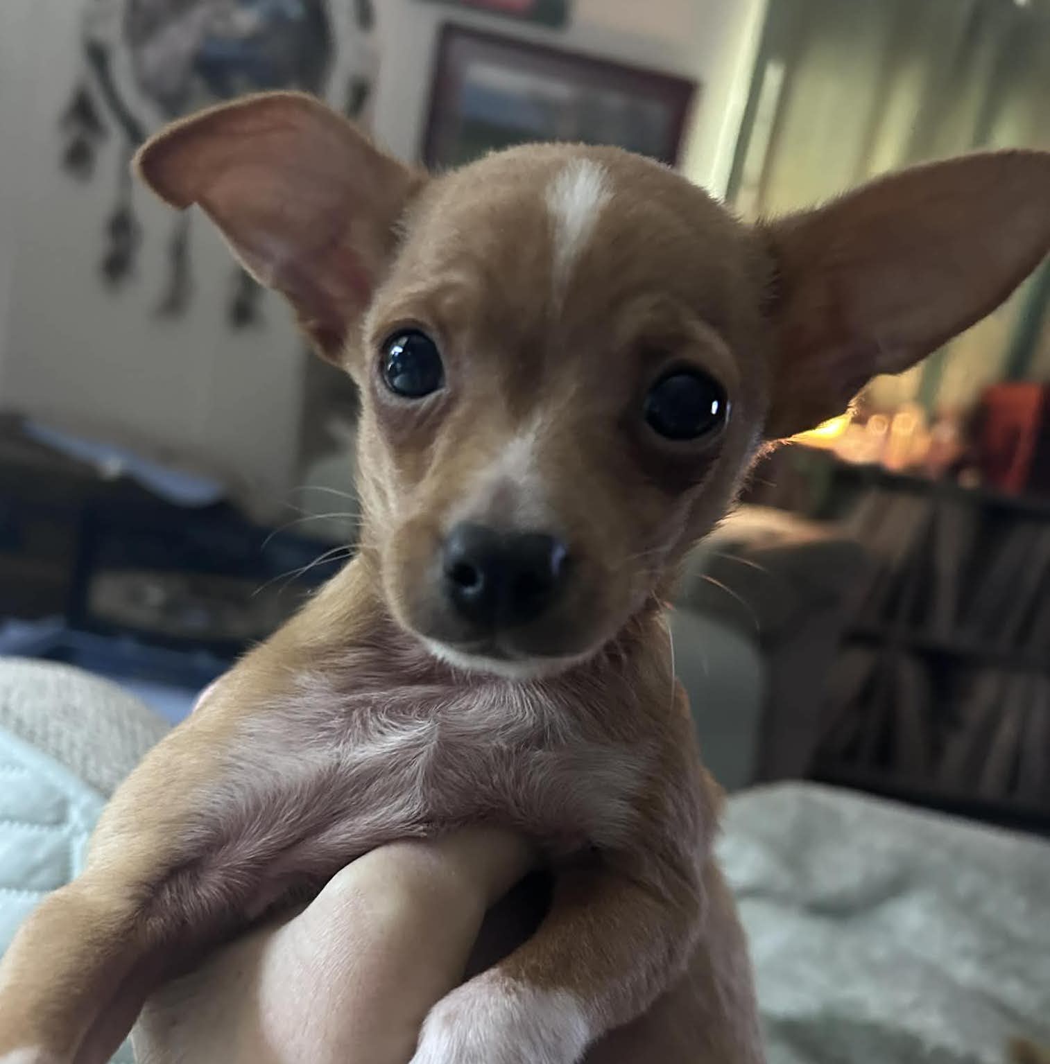 26-14 TACO (TAQUITO) Photo