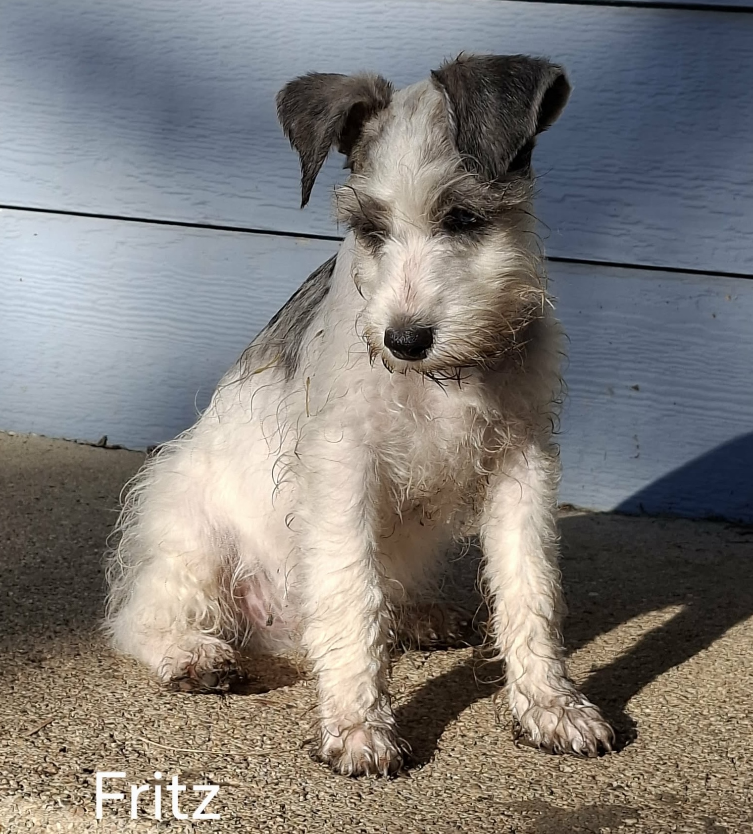Fritz 26-68 Photo