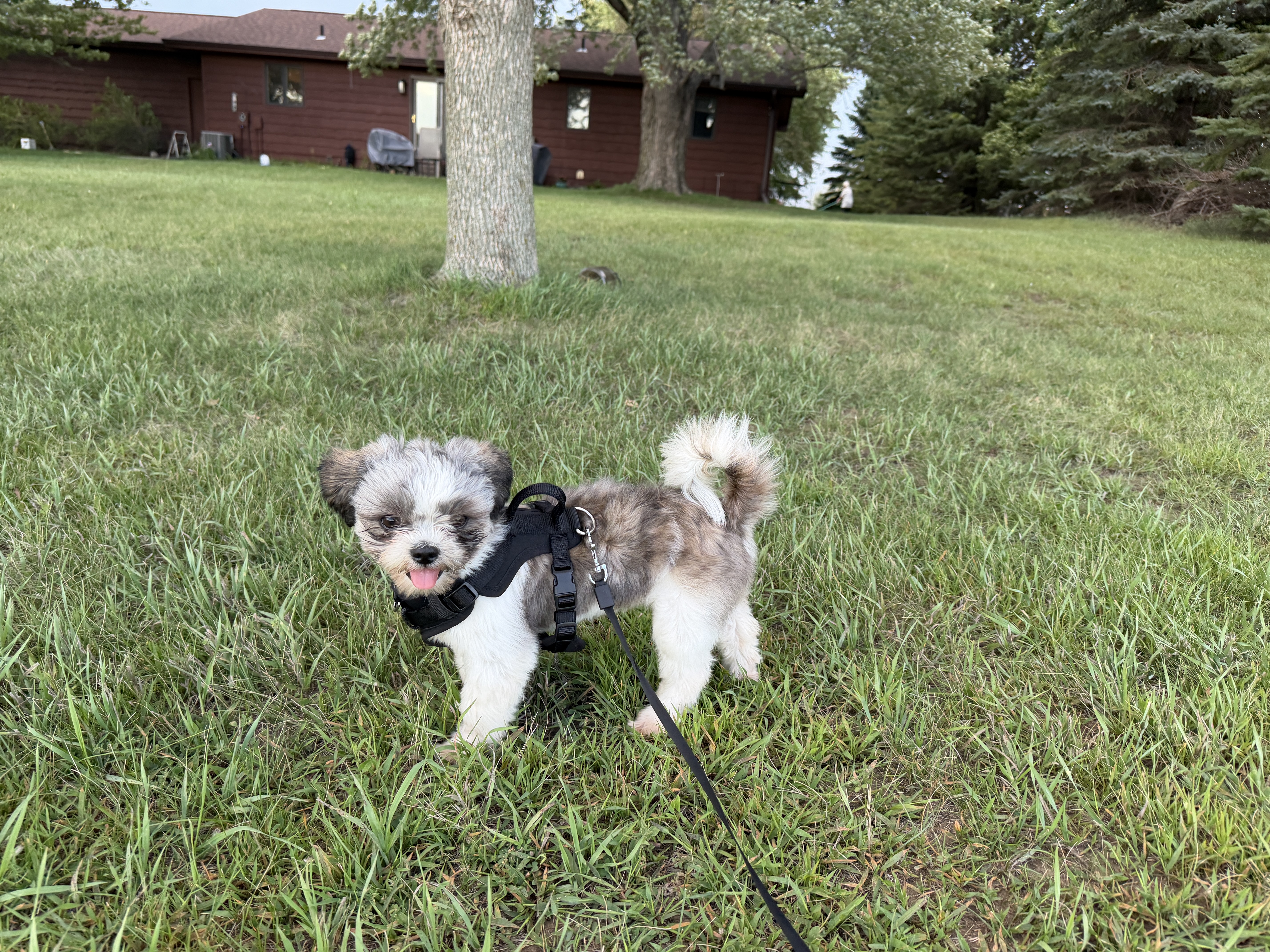 Daisy 27-85 Photo