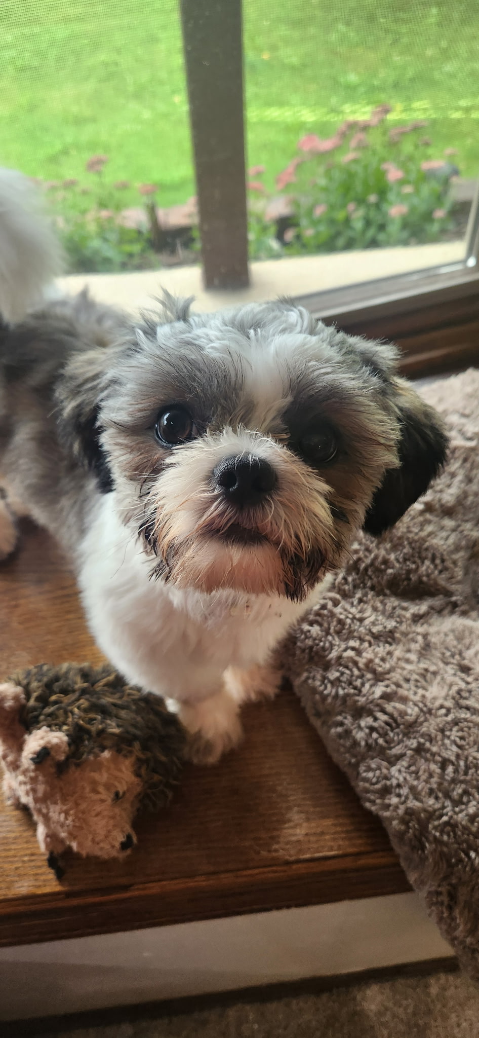 Daisy 27-85 Photo